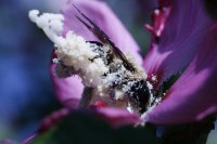 Pollen Addict 1 by Jeff Bryson