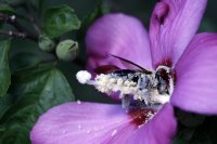 Pollen Addict3 by Jeff Bryson