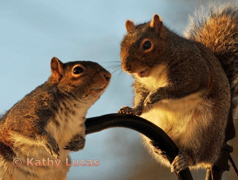Squirrel Gossip