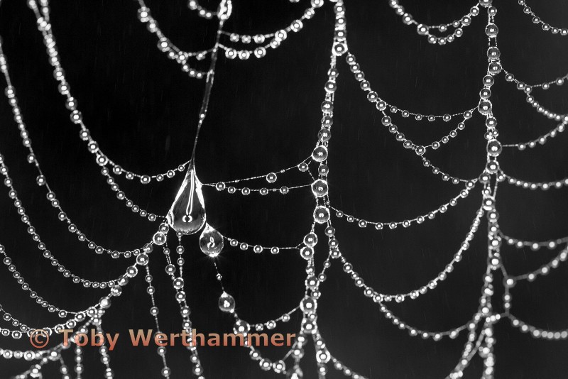 Web Diamonds