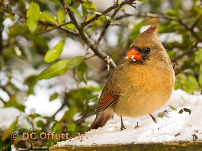 Winter Female Cardinal