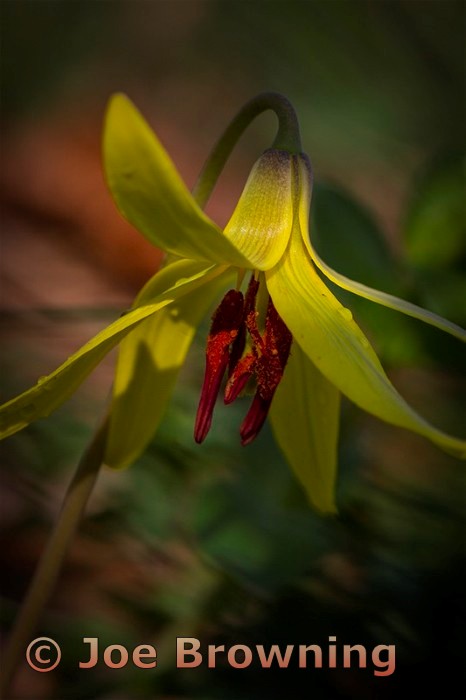 Trout Lilly Enhanced
