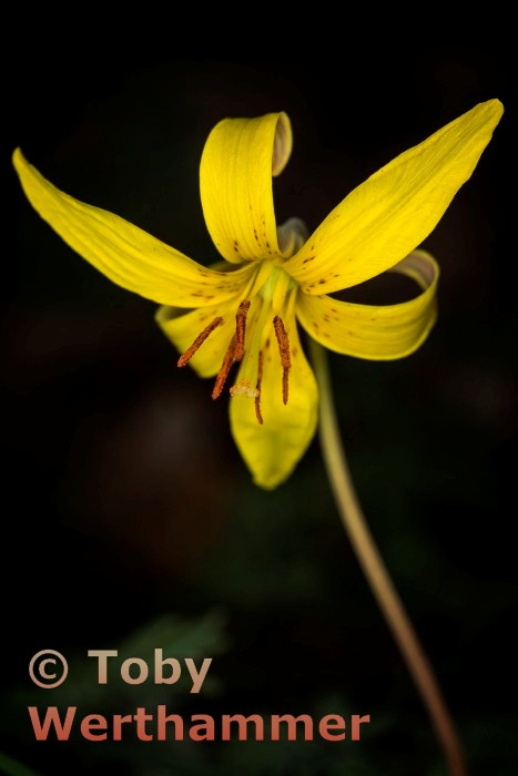 Trout Lilly in Park