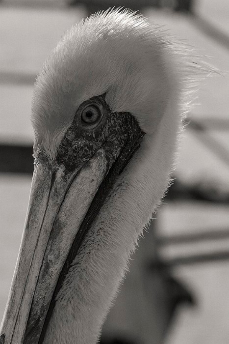 Pelican up Close