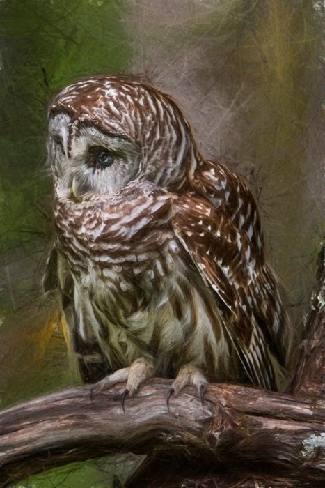 Barred Owl Painting