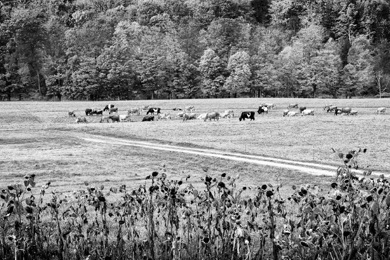 Sunflowers with Cows