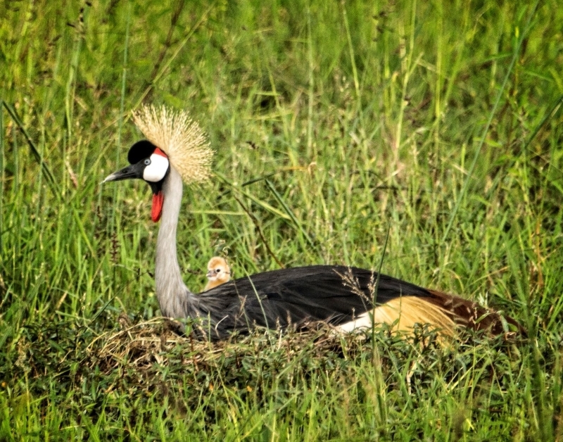 Nesting Crown Crested Crane