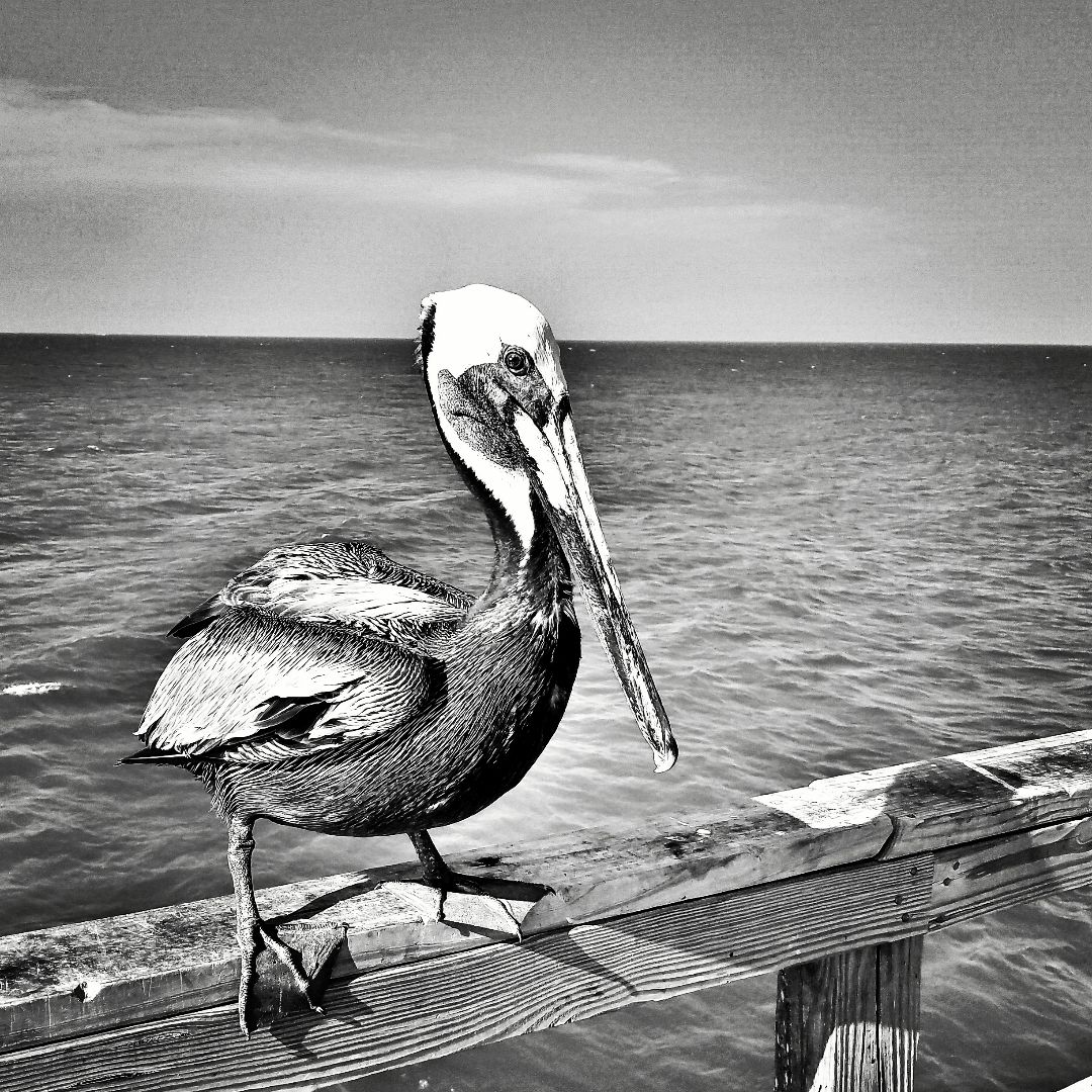 Pelican Evening