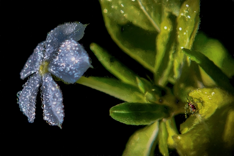 Bug & Bloom Under the Dewdrops