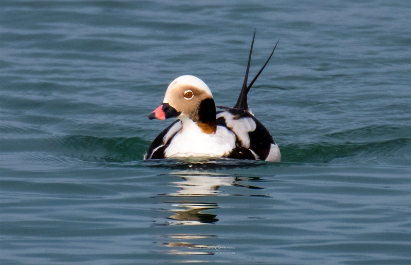 Longtailed Duck