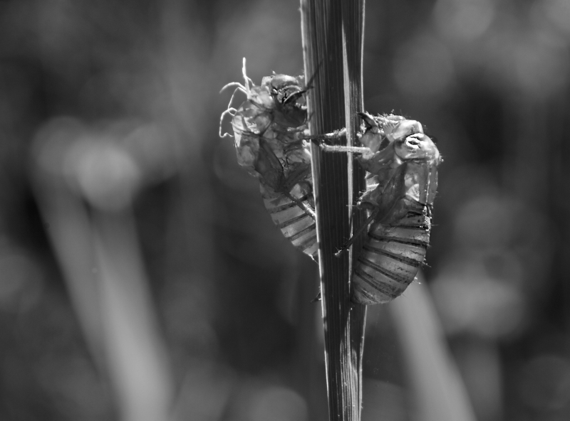 Cicada Exoskeletons