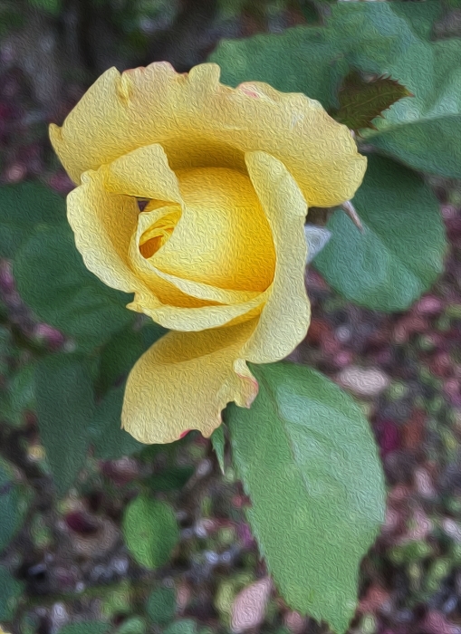 Oil Painted Yellow Rose