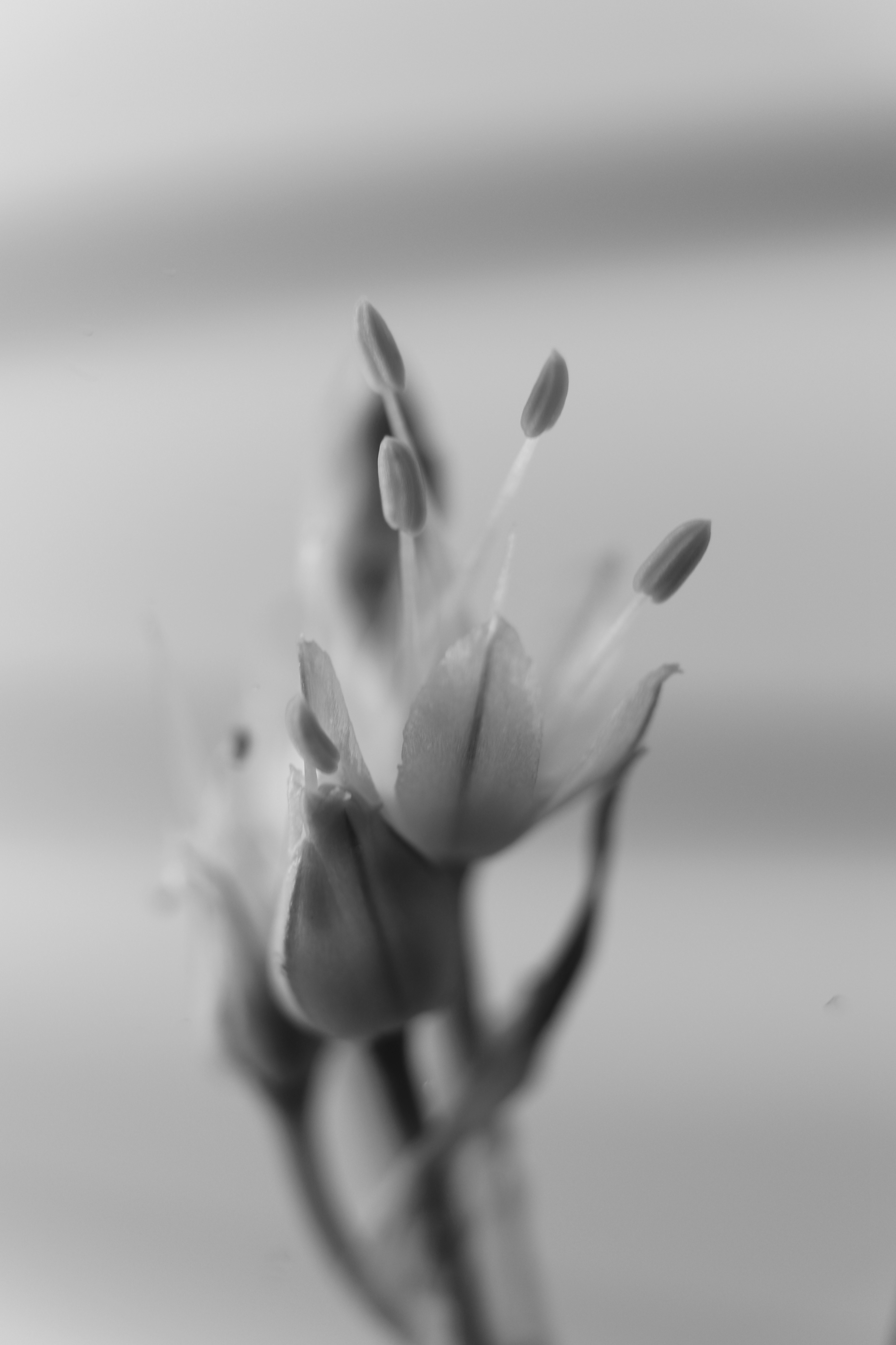Buds in BW