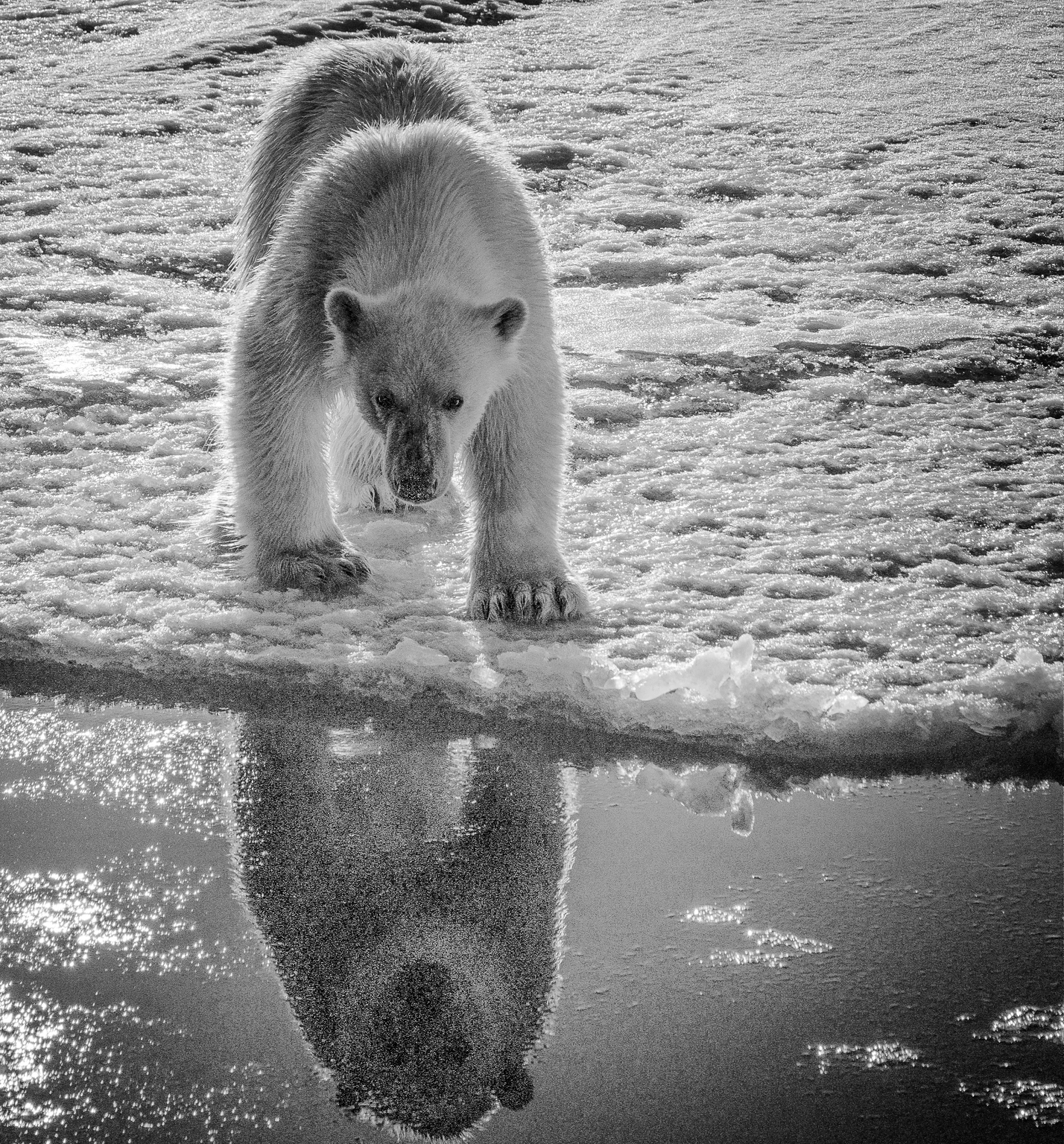 Polar Bear Reflection