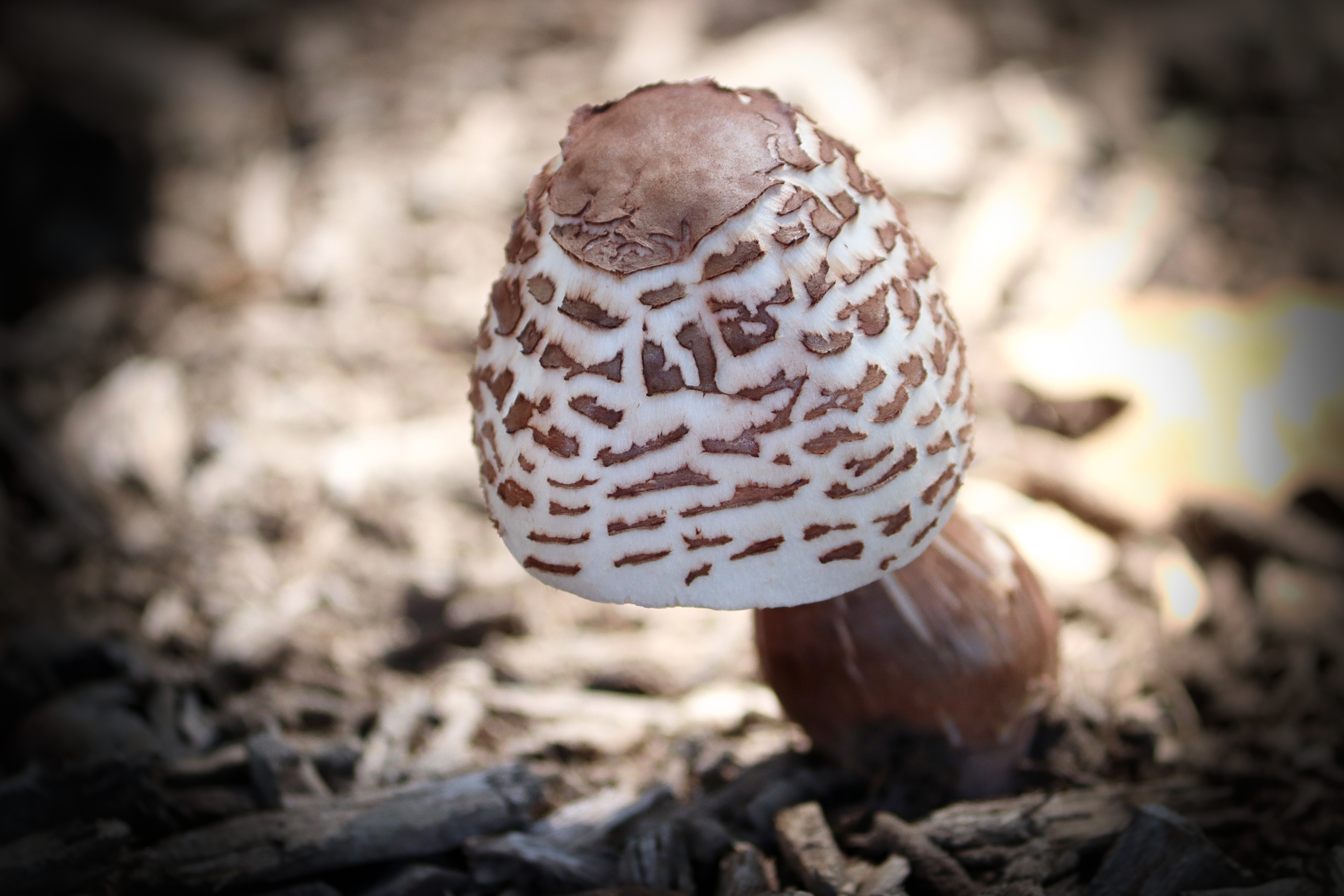 Mushroom on Display