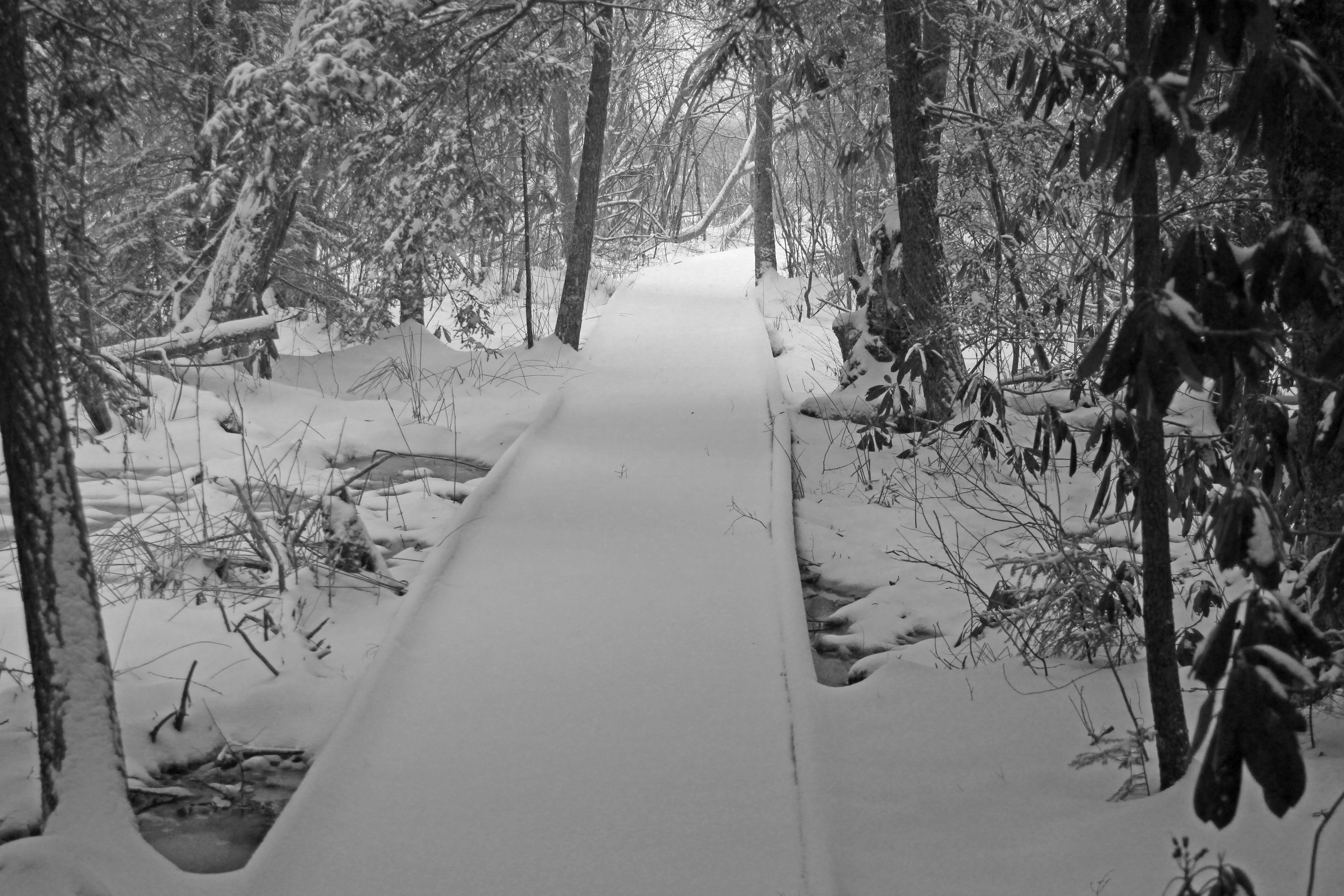 Snowy Boardwalk