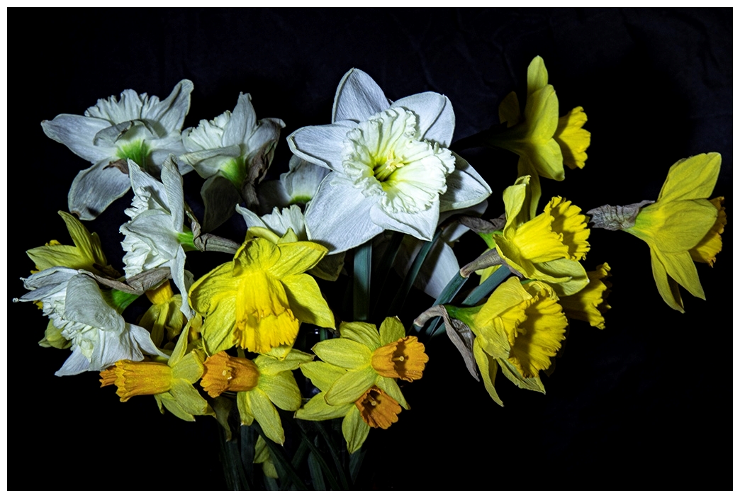 Daffodil Arrangement
