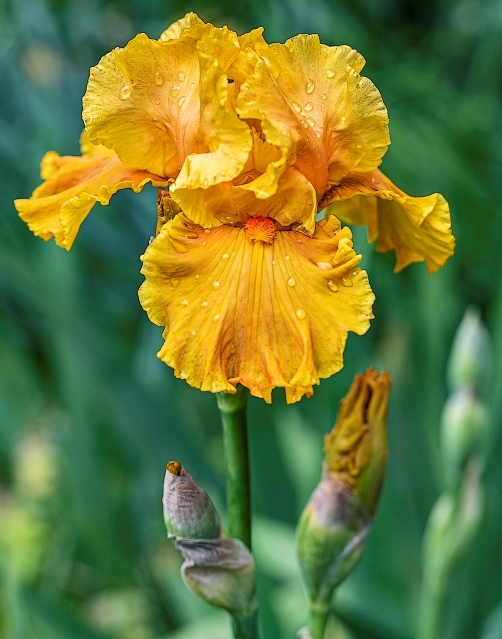 Gold Iris after the Rain